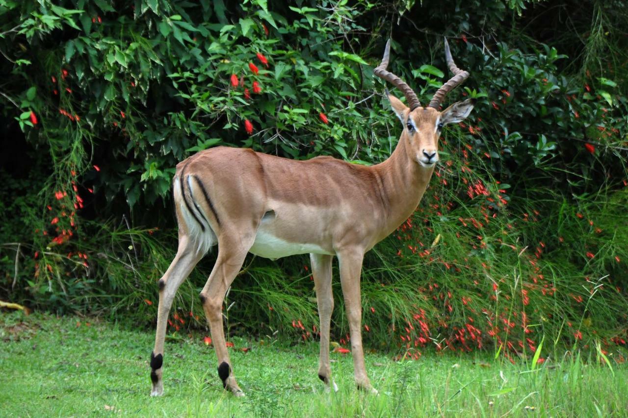 Kruger Park Lodge Unit No. 543 Hazyview Eksteriør bilde